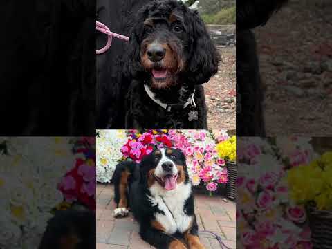 We spoke to Connor Roberts about his dogs Denver and Nairobi 🙌  #burnleyfc #premierleague #football