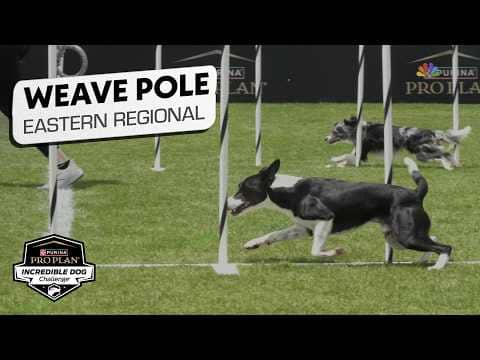 Incredible Dog Challenge 2026: Weave Pole Agility Competition Eastern Regional | NBC Sports