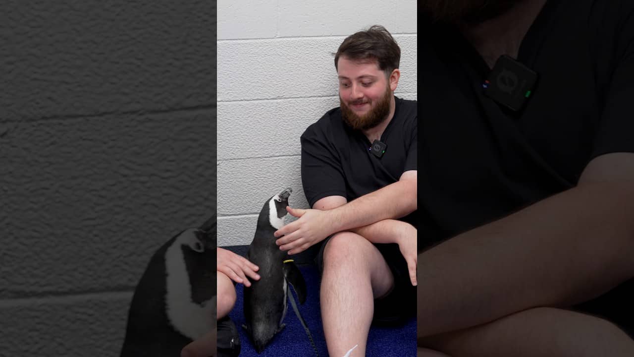 Althea the Penguin might be Tyler’s new best friend 🐧