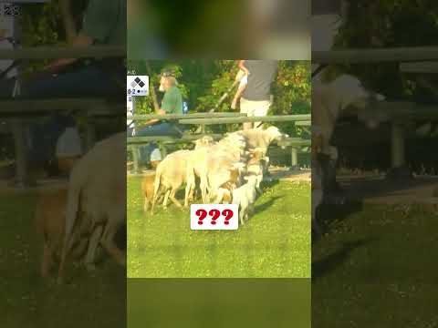 This herd of fans got a little sheepish after a foul ball grazed by them 🐑