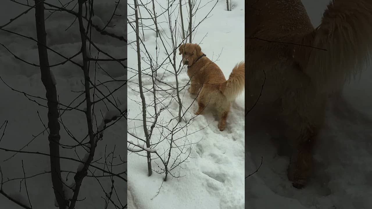 Peter was determined find chipmunks in the mountains 🏔️🐿️