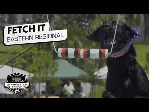 Incredible Dog Challenge 2026: Fetch It Eastern Regional | NBC Sports