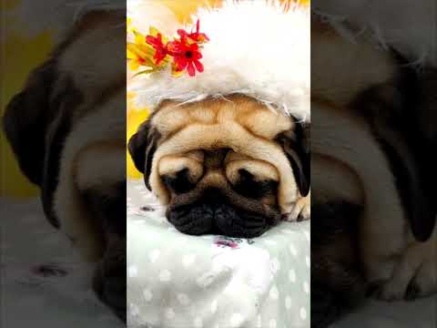 Turkey: 1, Dogs :0 🐩💤