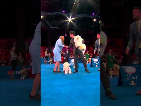 The Bichon Frise is UNDENIABLE 🐩