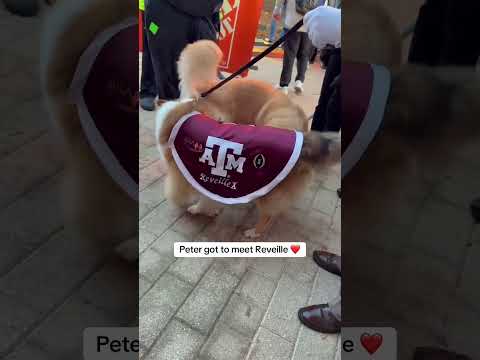 Just a couple of College GameDay dogs 🏈