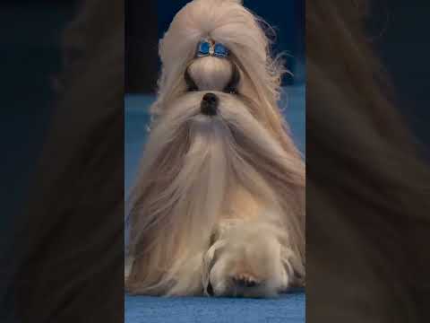 Comet soars to Toy Group win! 🏆🐩