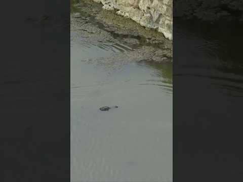 Souvenir for a gator ... and almost two 🐊