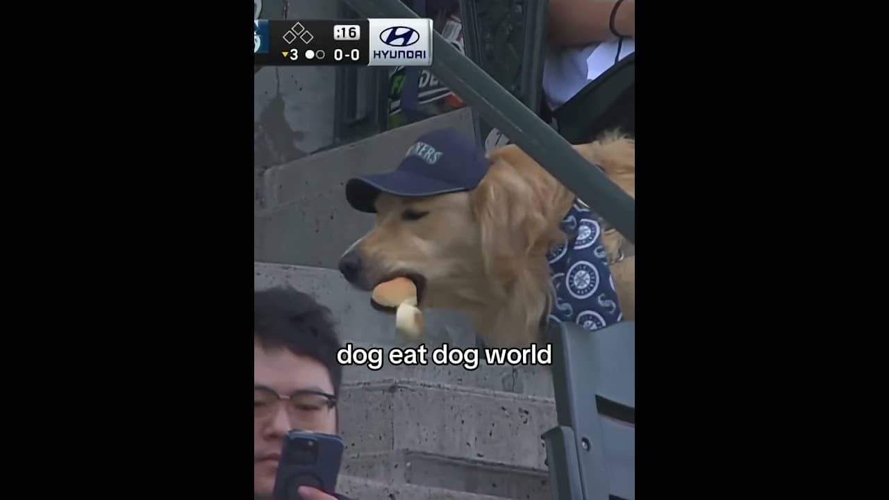 BASEBALL IS BACK