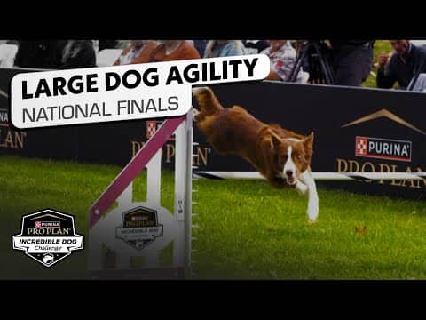 Incredible Dog Challenge 2025: Large Dog Agility National Finals | NBC Sports