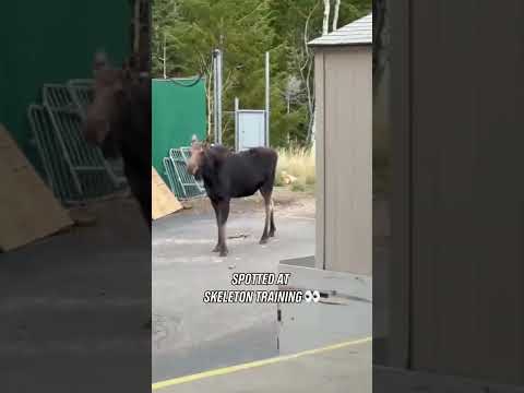 Olympic sliding sports attract all sorts of fans. 🫎