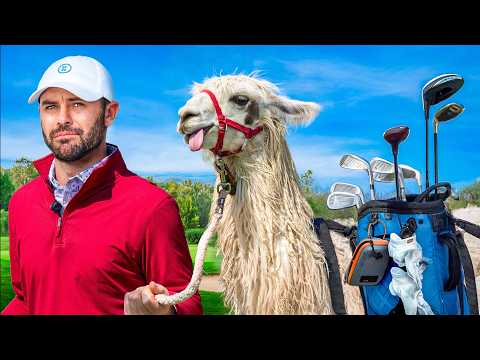 Golf Match with Llama Caddies (1v1 Strokeplay)