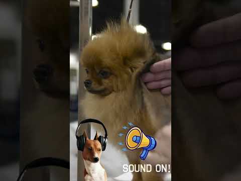 National Dog Show ASMR 🐾🎧