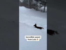 This pup is ready for a seat in F1 🏎️ 🐶 (via @jonlewhatdoing/IG)