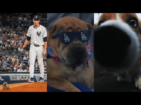 MLB’s best animal moments of 2025! (Ft. dogs, rabbits, squirrels and MORE!)
