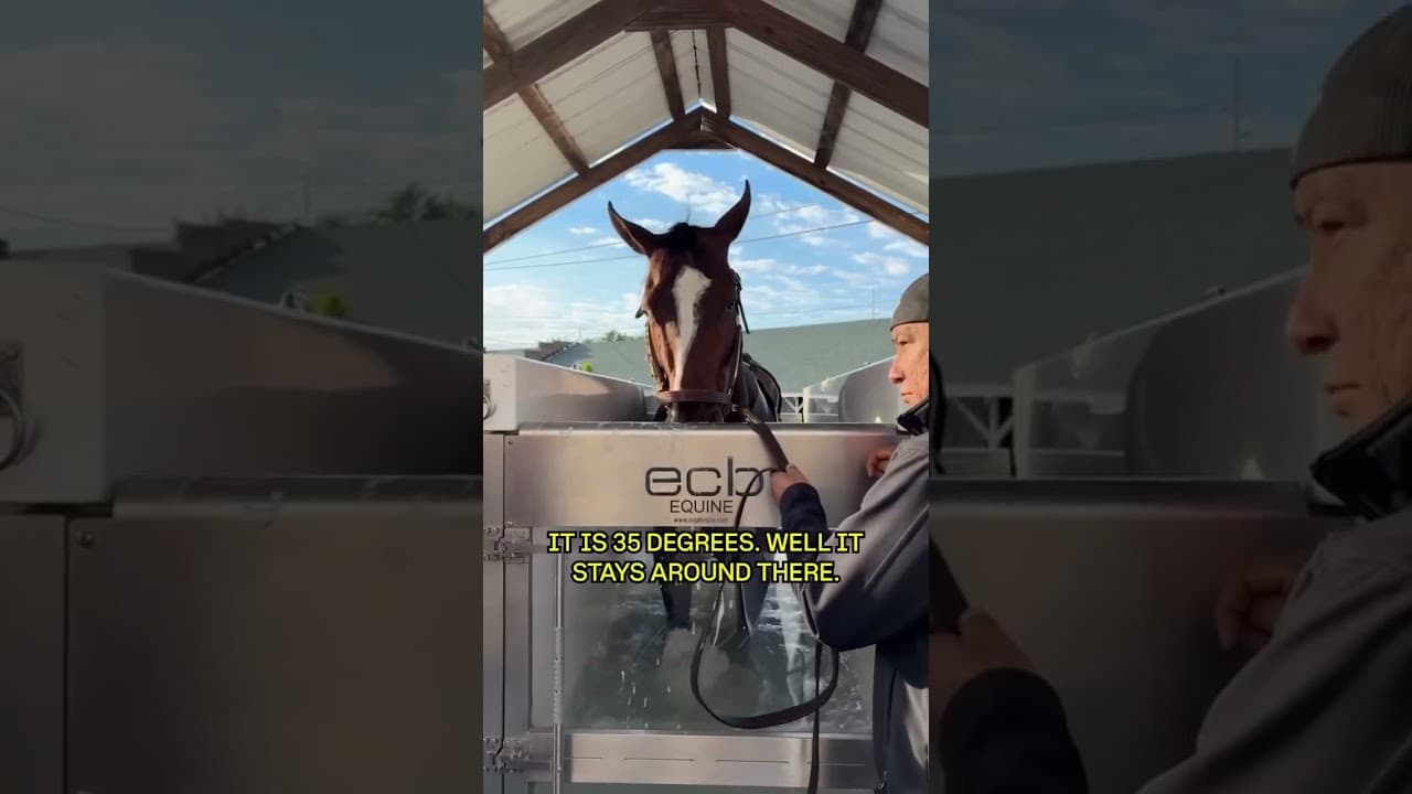 From equine sport to equine spa 🏇💆‍♂️