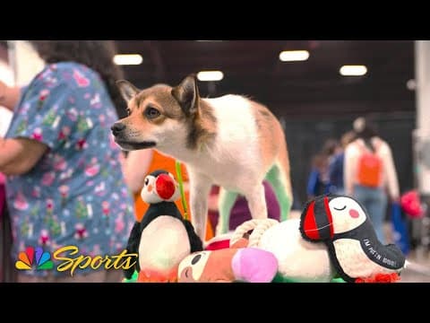 2025 National Dog Show: The incredible (and flexible) Norwegian Lundehund | NBC Sports