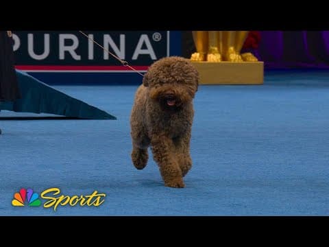 National Dog Show 2025: Sporting Group (Full Judging) | NBC Sports