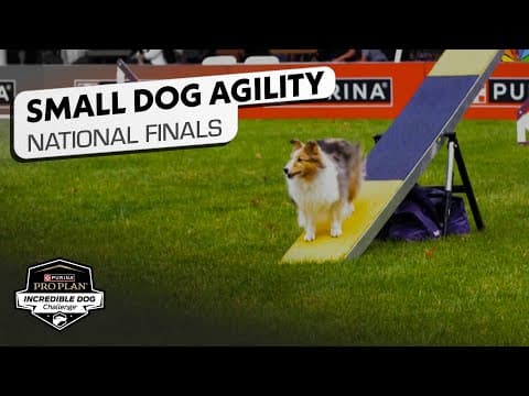 Incredible Dog Challenge 2025: Small Dog Agility National Finals | NBC Sports