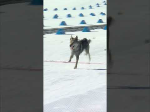 King Klaebo 👑 vs. Nazgul the wolfdog 🐺