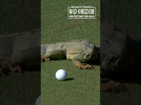 Thanks for the assist, buddy 🫡 🦎