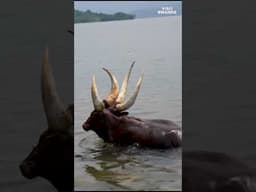 Enjoying the water life at Lake Kivu