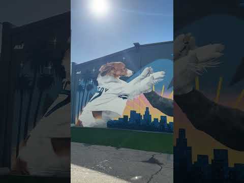 Pawradise Park created a mural of Shohei Ohtani and Decoy’s first pitch for their dog park 💙