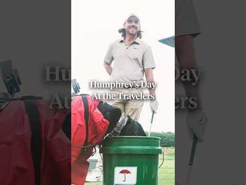 Throwback to Humphrey’s day at the Travelers. 🐶