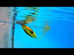 Elizabeth Gets a New Toy CHASING DORY