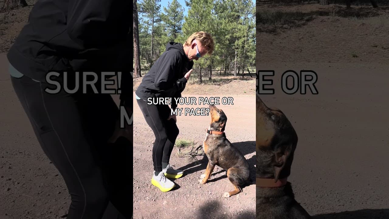Sky is the best run buddy 🥰 #dog #marathon #running