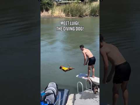 It's a 10/10 from us! 🐶🙌