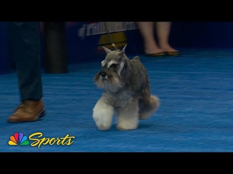 National Dog Show 2025: Best in Show (Full Judging) | NBC Sports