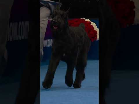 The Working Group belongs to the GIANT! 🦺🐾