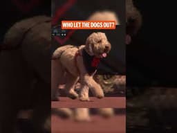 Whoever let the dogs out ... thank you 🐶