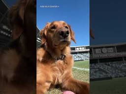 All set up for today with the help of the world's best assistant! #mnufc #mls #soccer #stadium #dog