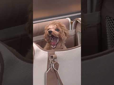 Your daily dose of cuteness from Roland-Garros. 🐶🥹🎾 #rolandgarros
