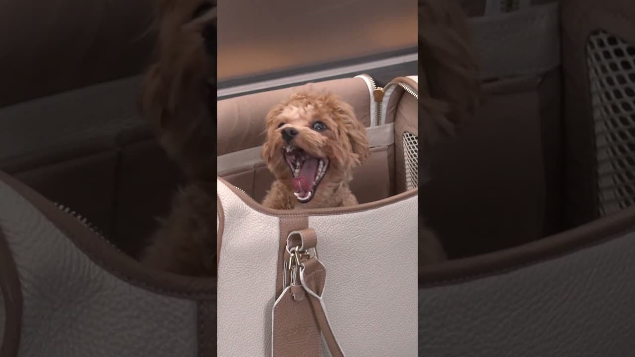 Your daily dose of cuteness from Roland-Garros. 🐶🥹🎾 #rolandgarros