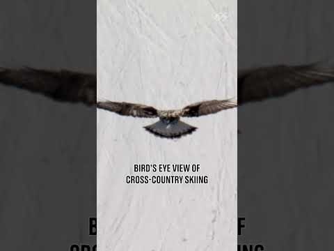 The literal definition of a bird's eye view. 🦅