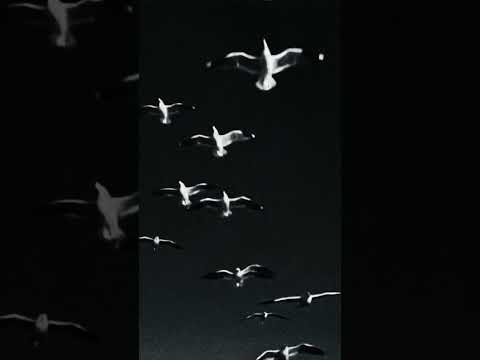 ISTANBUL, GALATASARAY, HERE WE ARE. #juventus #championsleague #shorts