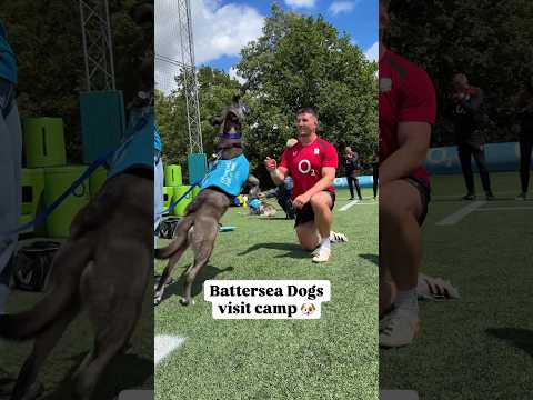 Furry friends in camp 🐶😍