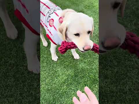 ❤️🐶🫶🏽 #osasuna #perros