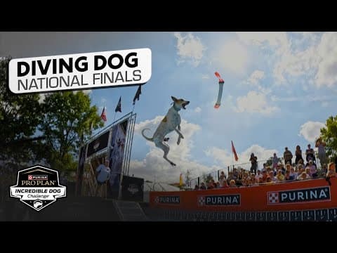 Incredible Dog Challenge 2025: Dog Diving National Finals | NBC Sports