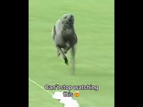 The fastest dog 🔥