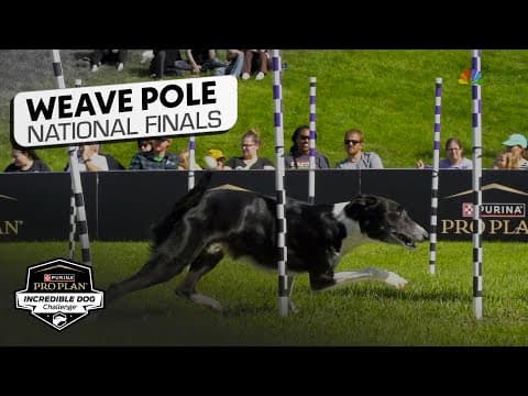 Incredible Dog Challenge 2025: Weave Pole National Finals | NBC Sports