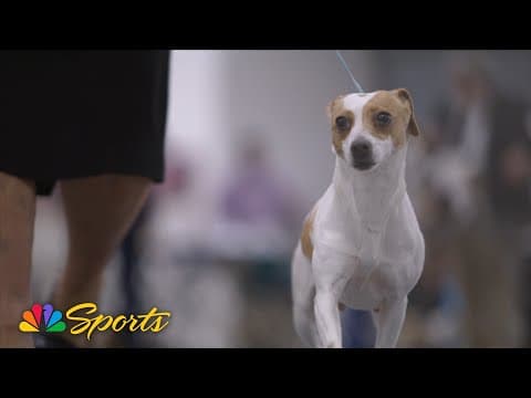 2025 National Dog Show preview: New breed Danish-Swedish Farmdog debuts | NBC Sports