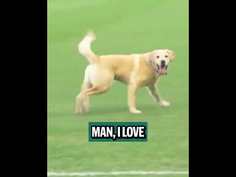 Josh Naylor gets more Tucker time 🙌❤️ (via MarinersPup/X)