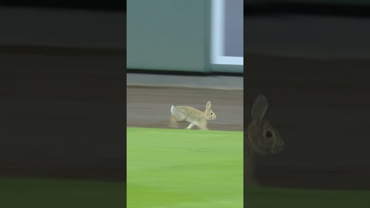 BUNNY ON THE FIELD! 🐰