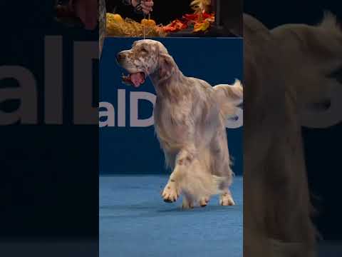 The Sporting Group goes to the English Setter! 🐶