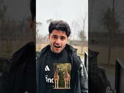 😂 Important question! How does a giraffe wear a tie? 🦒👔   #eintracht #sge #football