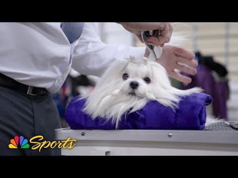 National Dog Show 2025: The Life of a Show Dog (Puppy's version) | NBC Sports