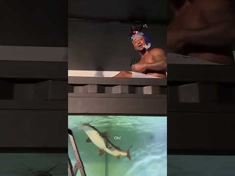 Ozzie is wild for this 😅 (via @ozziealbies/TT)